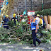 Falling tree 'kills 11 in Madeira'