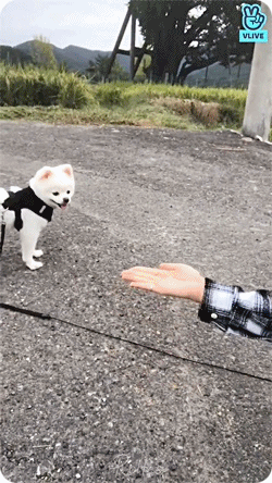 추석 기념 v앱에서 댕댕이 견주의 위엄을 보여주는 오마이걸 아린이......gif | 인스티즈