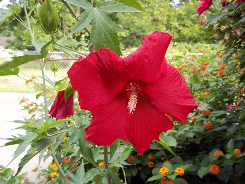 Davy’s Louisiana Gardening Blog: Lord Baltimore Hardy Hibiscus