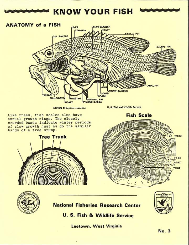 determining-the-age-of-a-fish-using-the-scale-rings