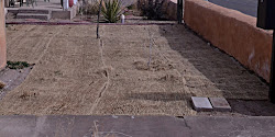 jute mesh grass seed lawn erosion buffalo seeds grow does lazy gardening upholstered february