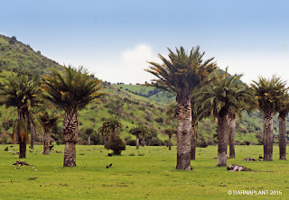 Palmeras Jubaea chilensis en estado natural