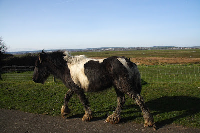 Horse on the cyclepath