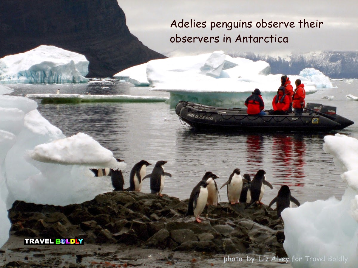 Penguin observe their observers. Antarctica  Photo: Liz Alvey for Travel Boldly