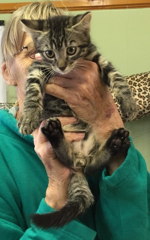 petfinder humane society