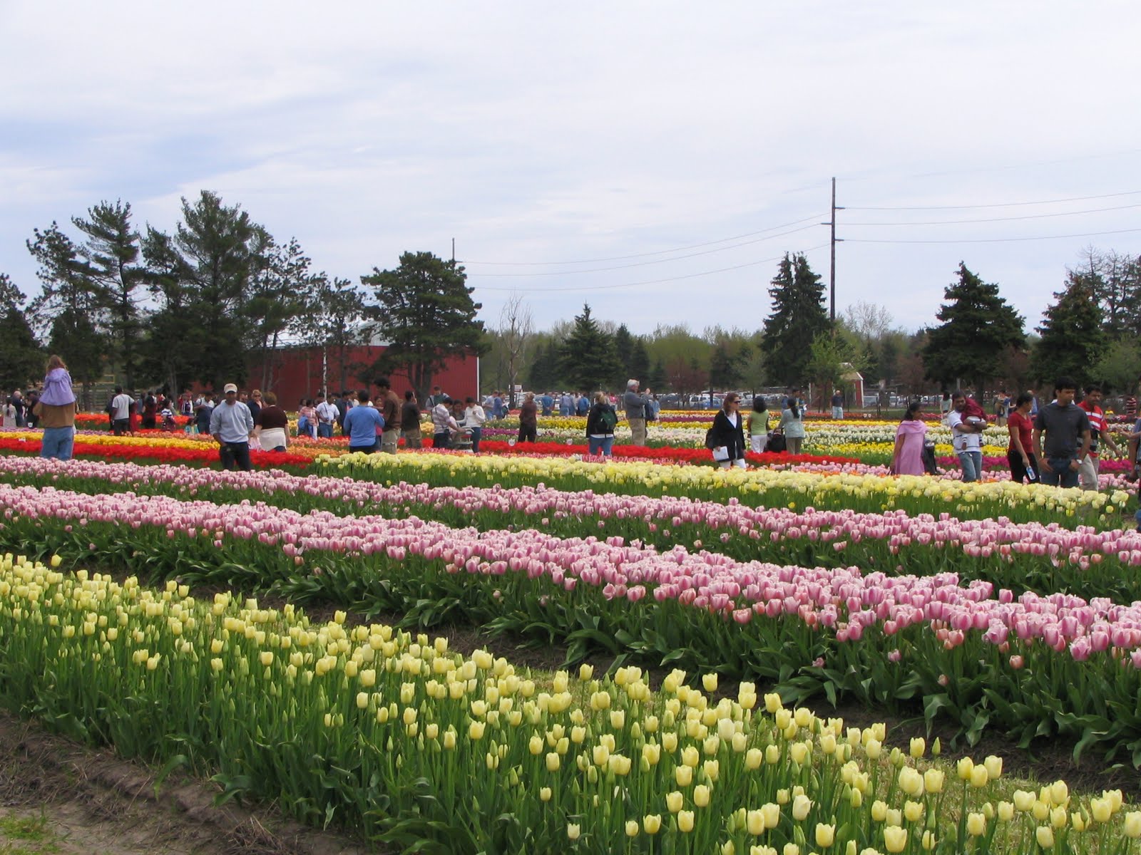 My Blog Tulip Festival, Holland, MI