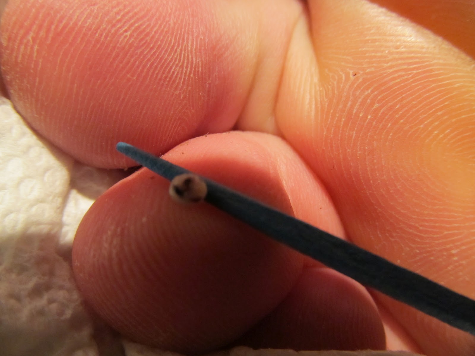 Imperishable Seed Photo of the Day Jigger