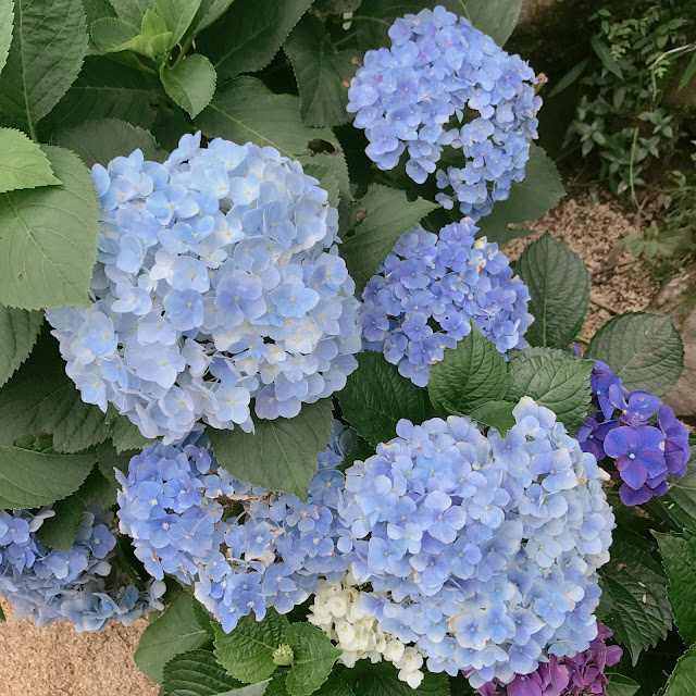 2017, summer 走吧去陽明山竹子湖看繡球花