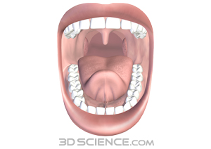 Mouth System 39