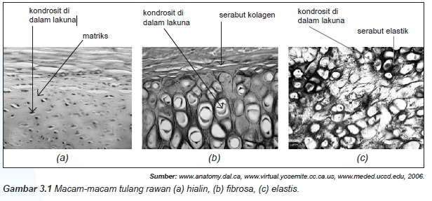 KERANGKA TUBUH MANUSIA | Biologi SMA Kelas XI