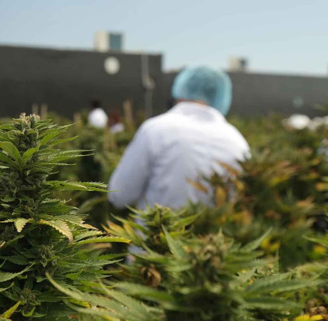 ICC International Cannabis Corp erwirbt einzige Extraktionslizenz in Mazedonien