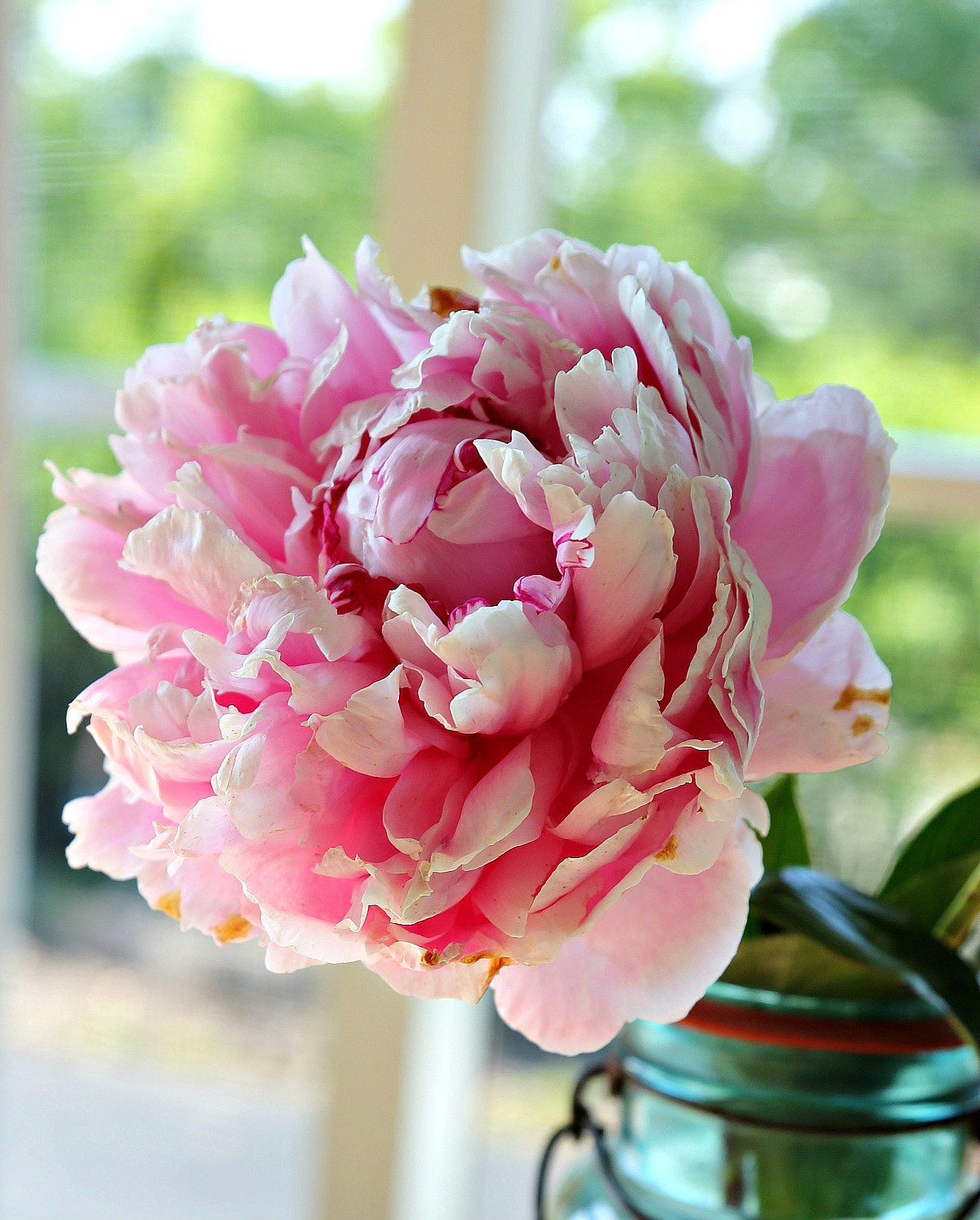 Rattlebridge Farm: Peonies Rattlebridge Farm: Peonies
