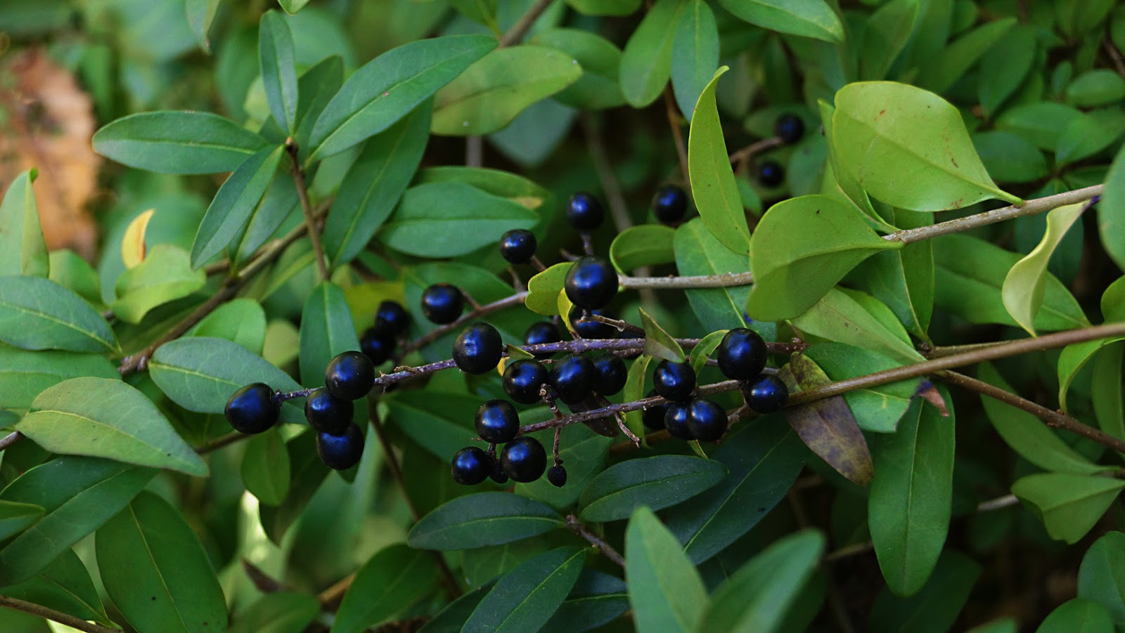 NixPixMix PRIVET BERRIES