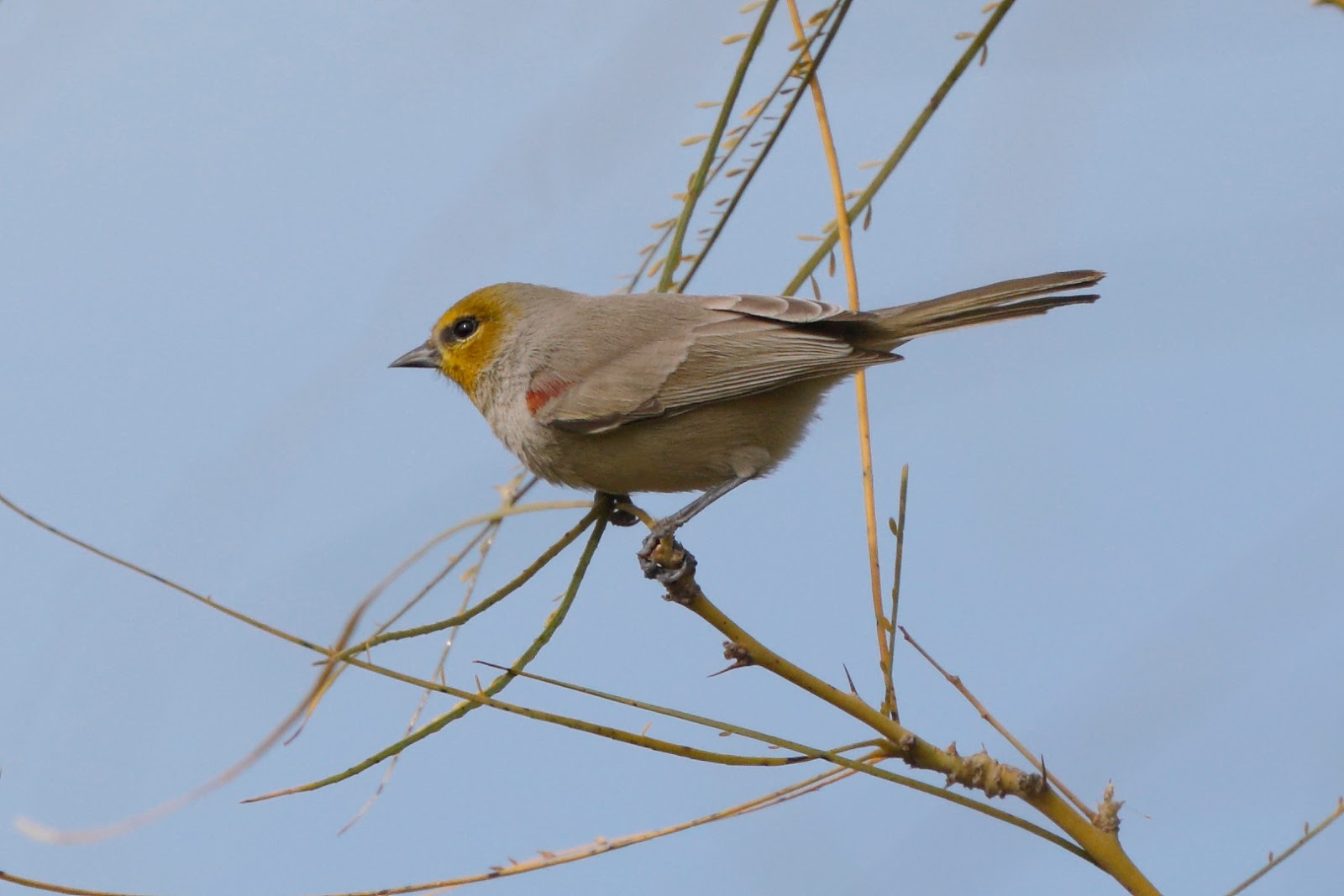 Verdin (Auripare verdin) Travels With Birds