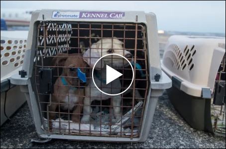 Rescued chihuahuas headed to Michigan for adoption