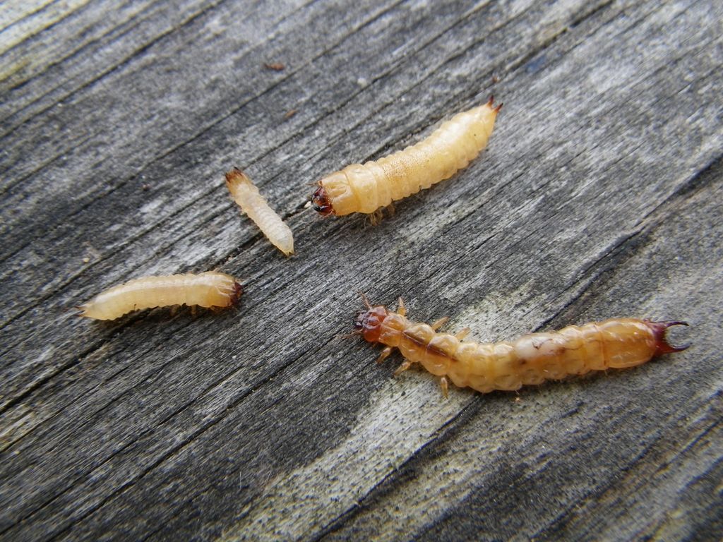 Личинки домашних насекомых. Личинка домашнего. Личинка домашнего. Ковровый жук кожеед личинка. Мебельная моль личинки.