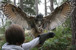 prey birds sweet unknown posted