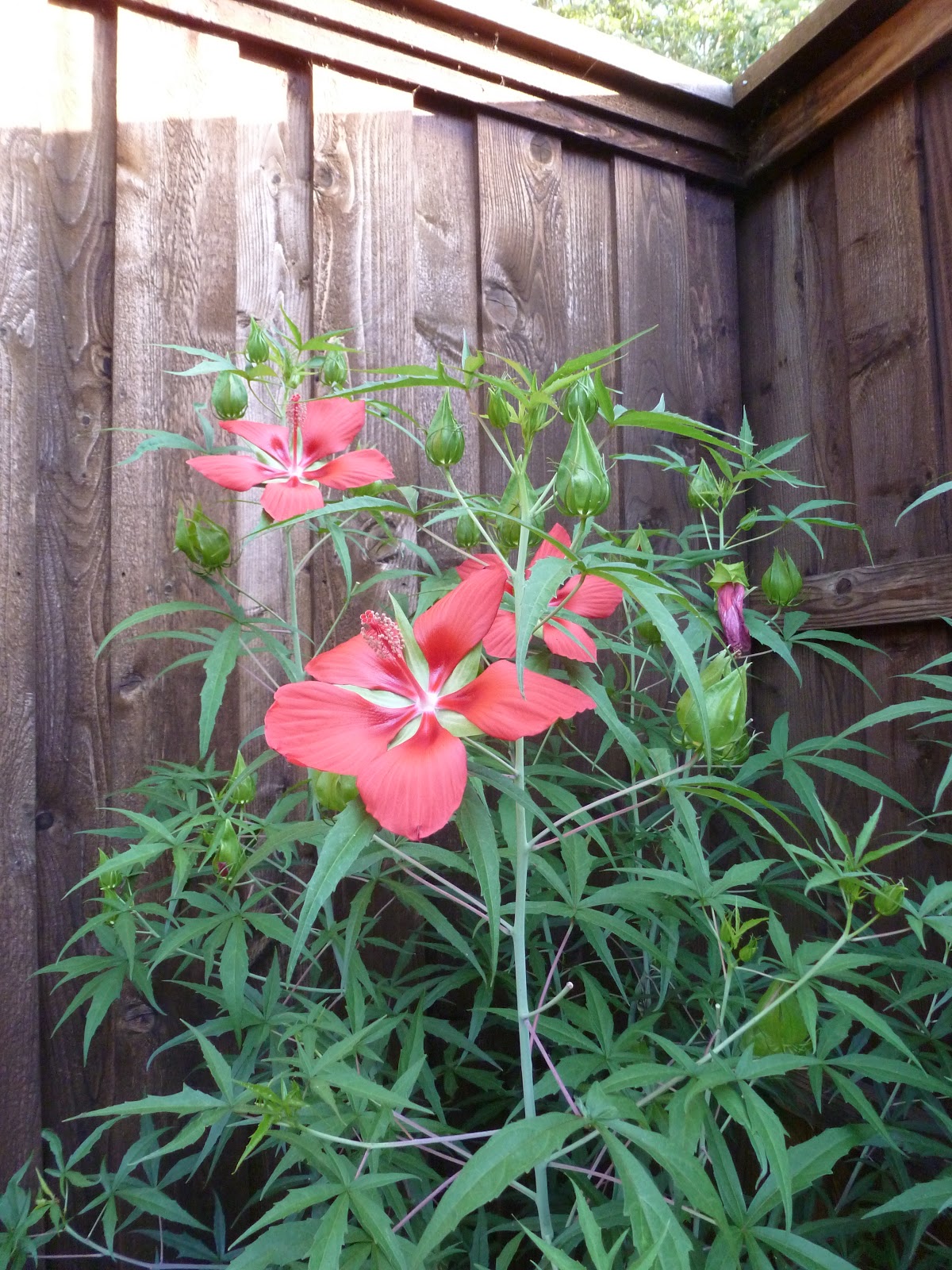 Meadowview Thymes It's Blooming!