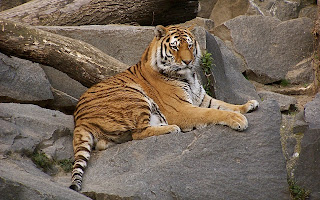 Animal desktop wallpaper | Love Desktop Wallpapers