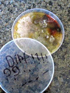 Beginning Ever After: Petri Dish Experiments