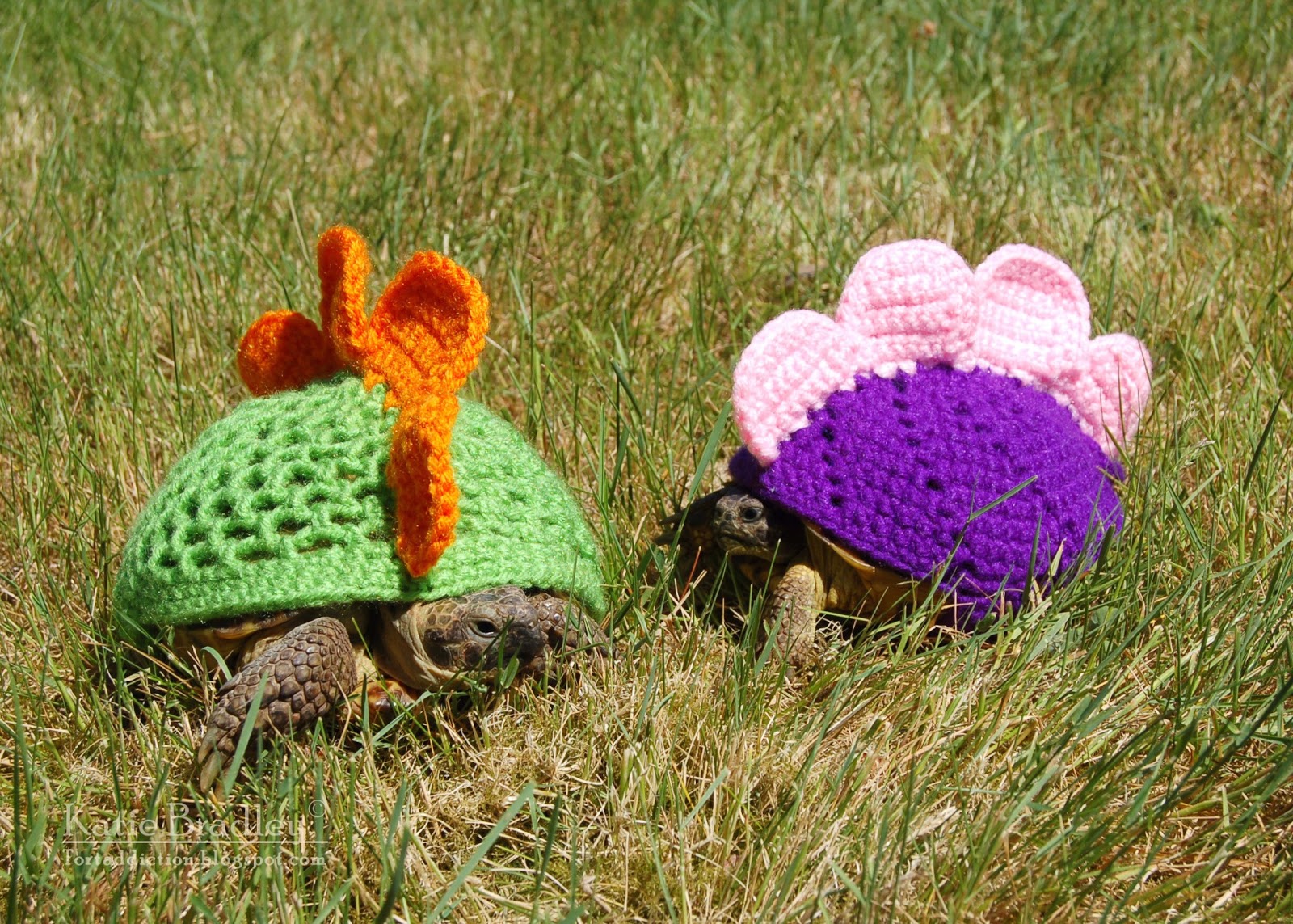 Tortaddiction Tortoise Cozies