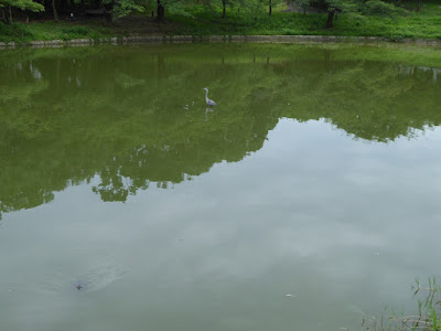 花博記念公園鶴見緑地 日本庭園 アオサギ 左下にカメ
