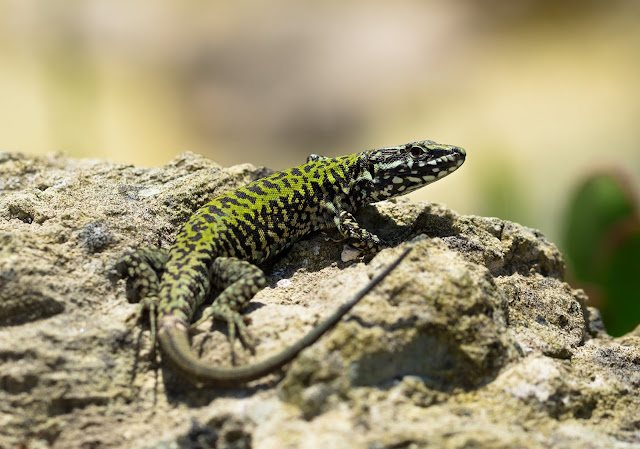 Wall Lizard - Ventnor Botanic Garden Wall Lizard - Ventnor Botanic Garden
