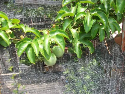 fruto de Passiflora edulis
