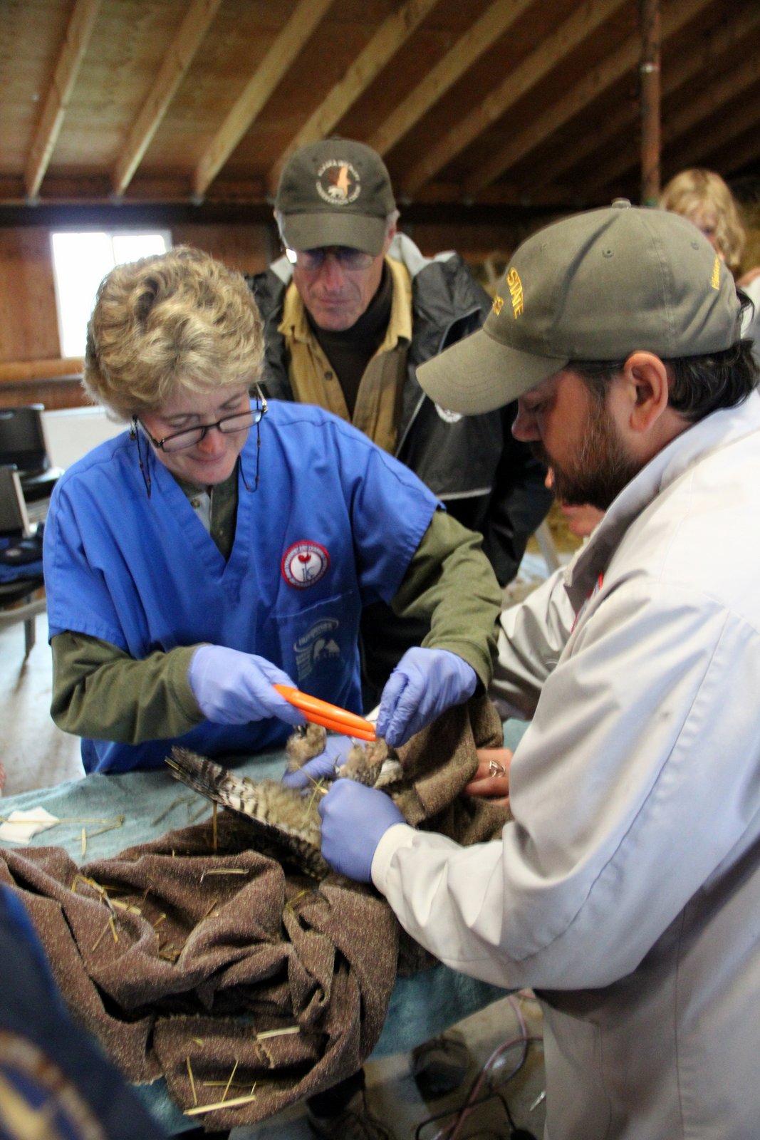 Bird Treatment and Learning Center A Visit to Alaska Wildlife Conservation Center AWCC