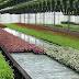 Big Business Using Commercial Greenhouses