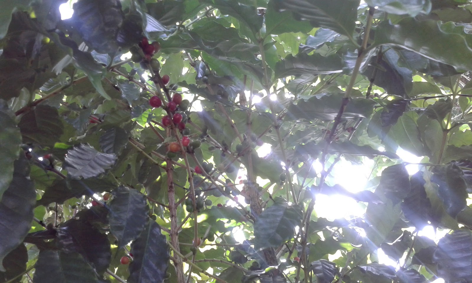 Growing Food in Florida Growing Coffee in Florida