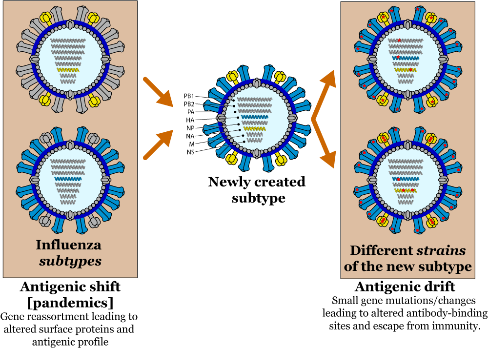 VDU's blog Influenza viruses (IFVs)...