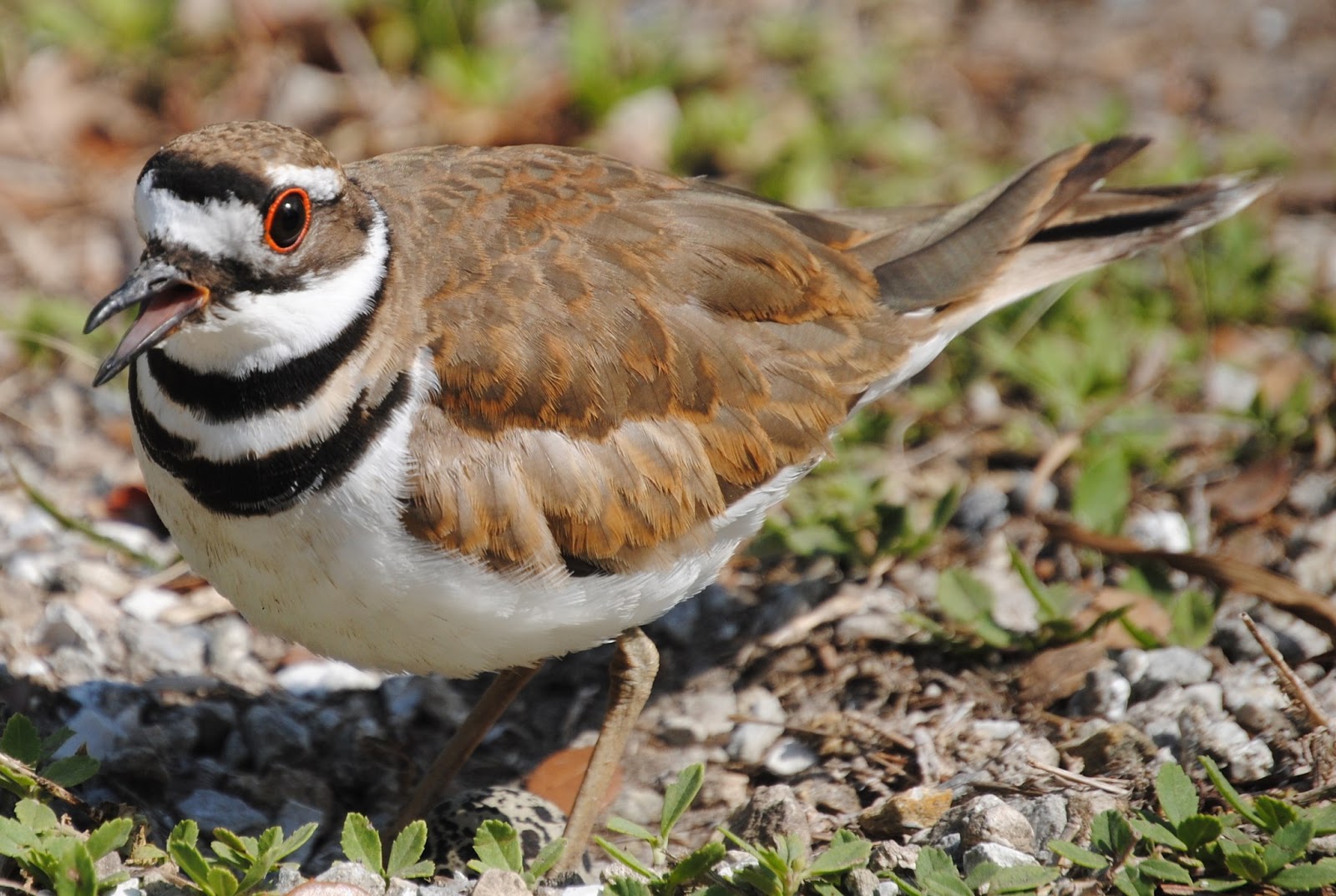 Field Notes and Photos Killdeer