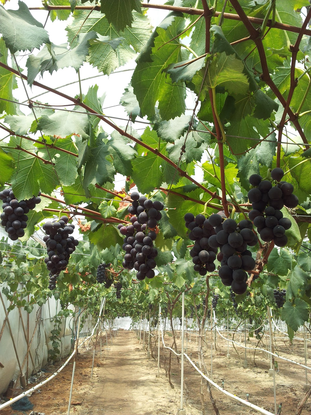 Xavier Blog What? Grapes plant in Malaysia???!!