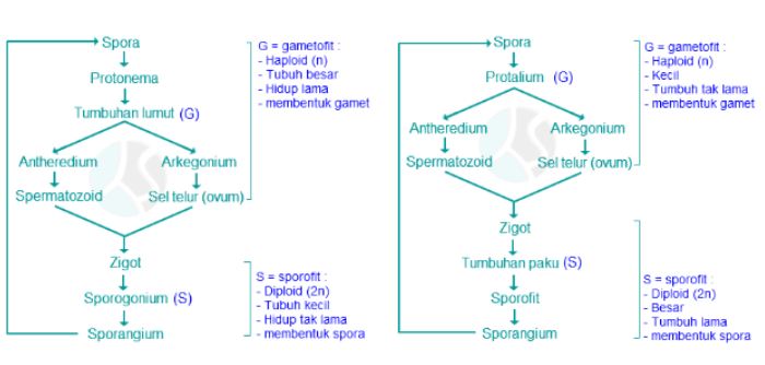 Fase gametofit tumbuhan lumut adalah