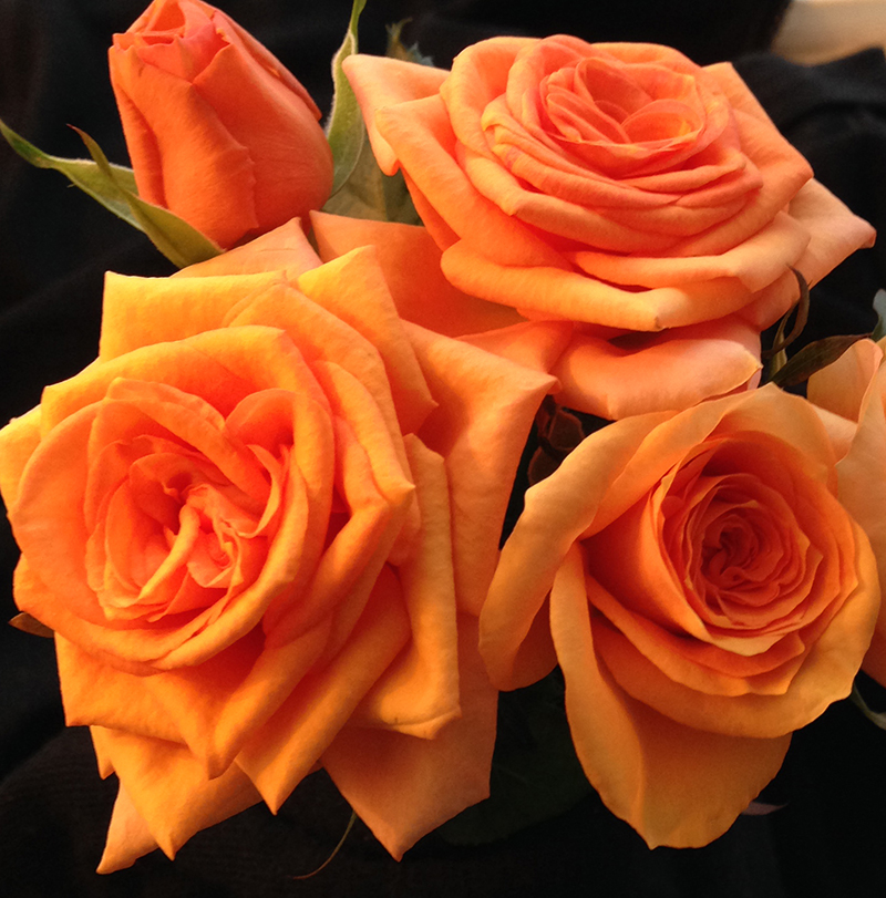 living among roses Maasland Gold