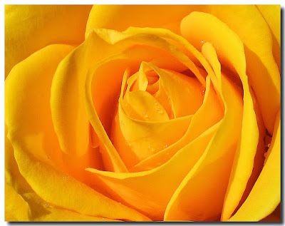 Peconic Bay Zonta: Zonta Rose Day, March 8