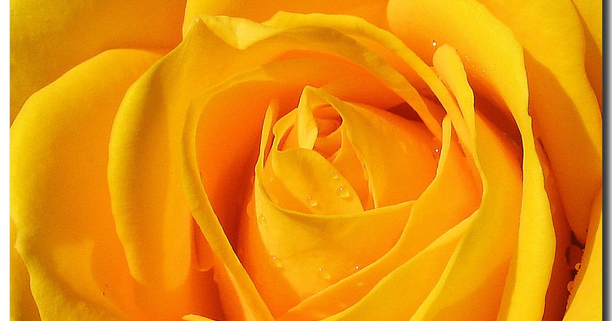 Peconic Bay Zonta Zonta Rose Day, March 8