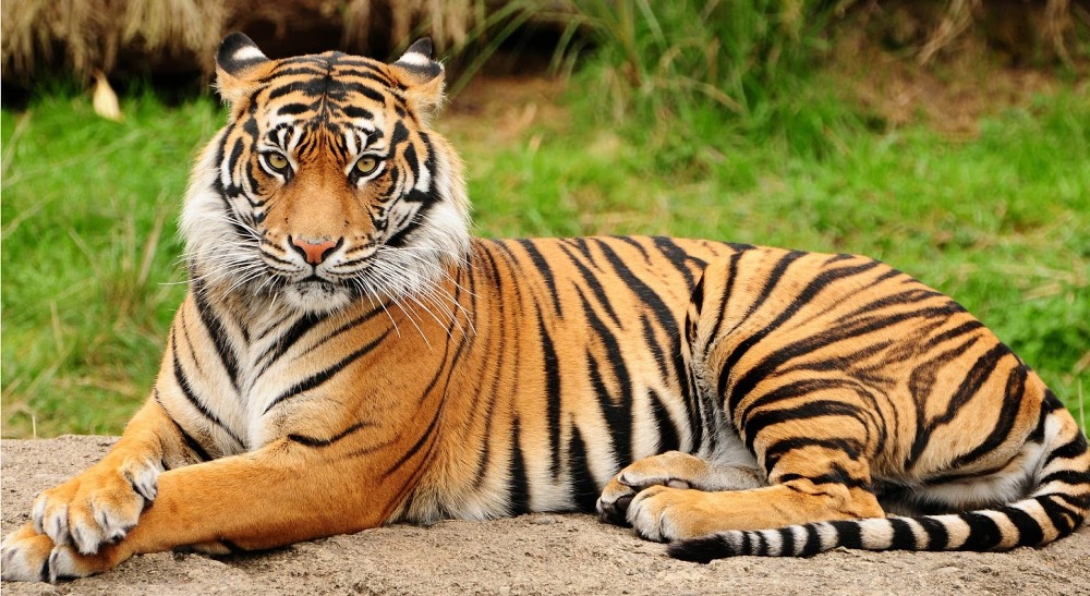 Sumatra Tiger