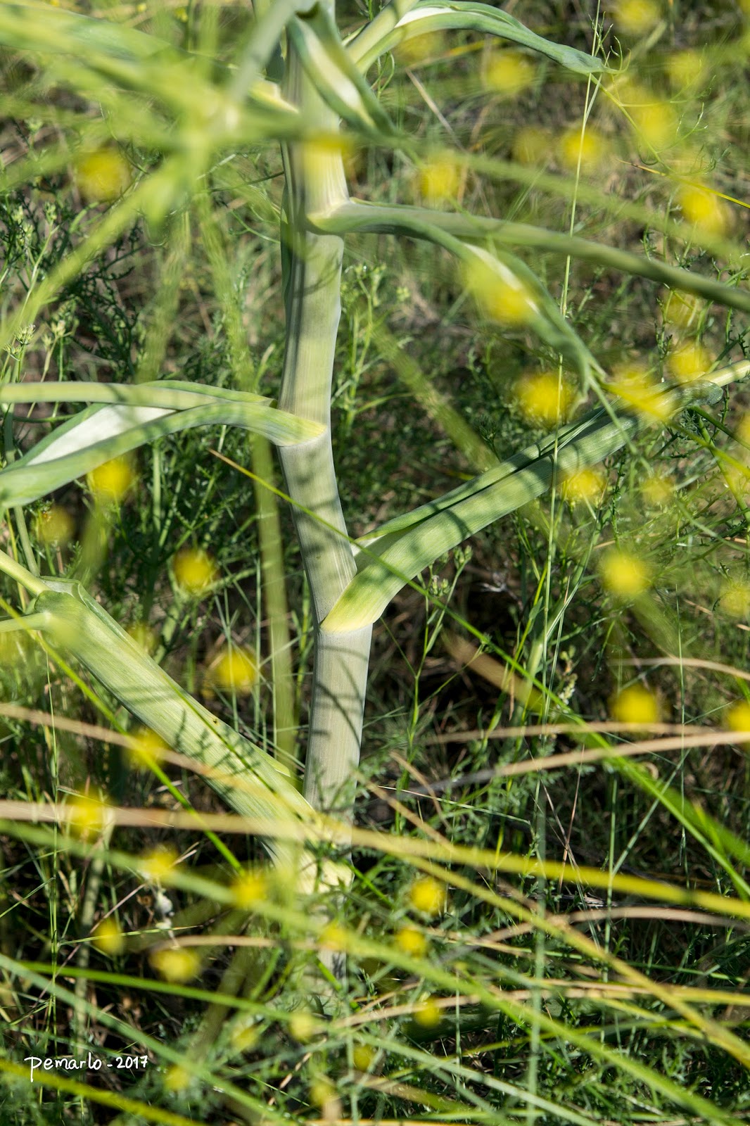 Plantas de Murcia FERULA LOSCOSII (Cañaheja aragonesa) EN LA CELIA