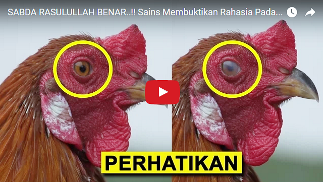 Sabda Rasulullah Benar, Sains Membuktikan Rahasia Ilmiah Pada Mata ayam dan Kokok Ayam Jantan