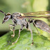 A cura que vem da natureza: toxina de vespa brasileira pode combater o câncer