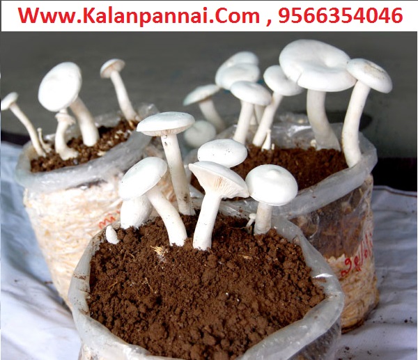 Mushroom Cultivation Tamil - காளான் வளர்ப்பு Mushroom Button Kaalan