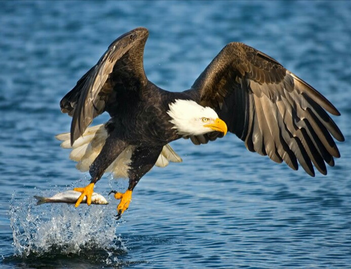 Eagle Flies Alone
