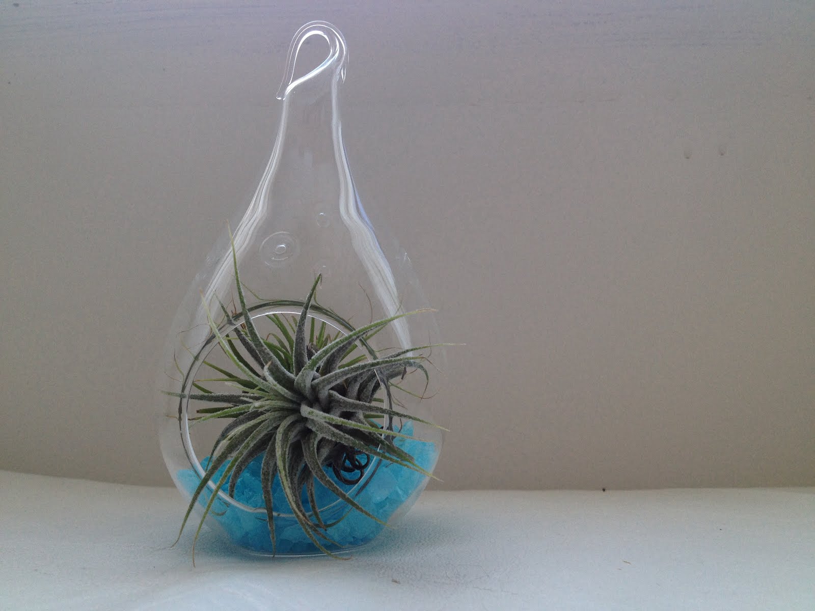 Airplants for the new Queen Anne office