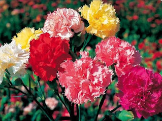 gambar kembang tanaman Carnation