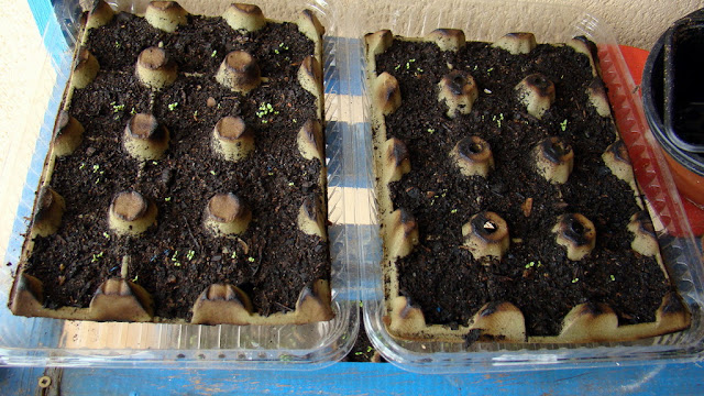Semilleros petunias y claveles.