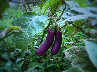 Fruit Vegetables Solanum Melongena Plants In The Garden, Bali, Indonesia