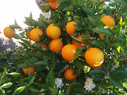 El origen de la naranja
