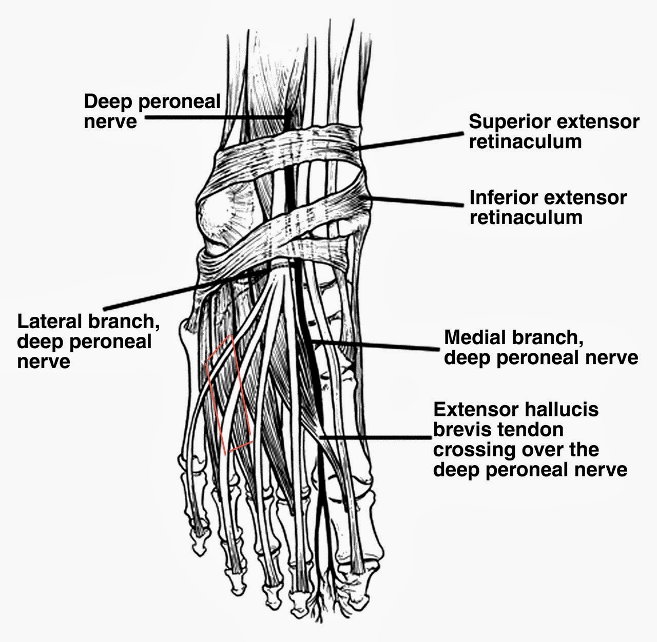 oh...running: the human foot